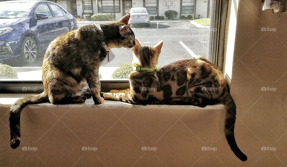The Bengal and The Tortie