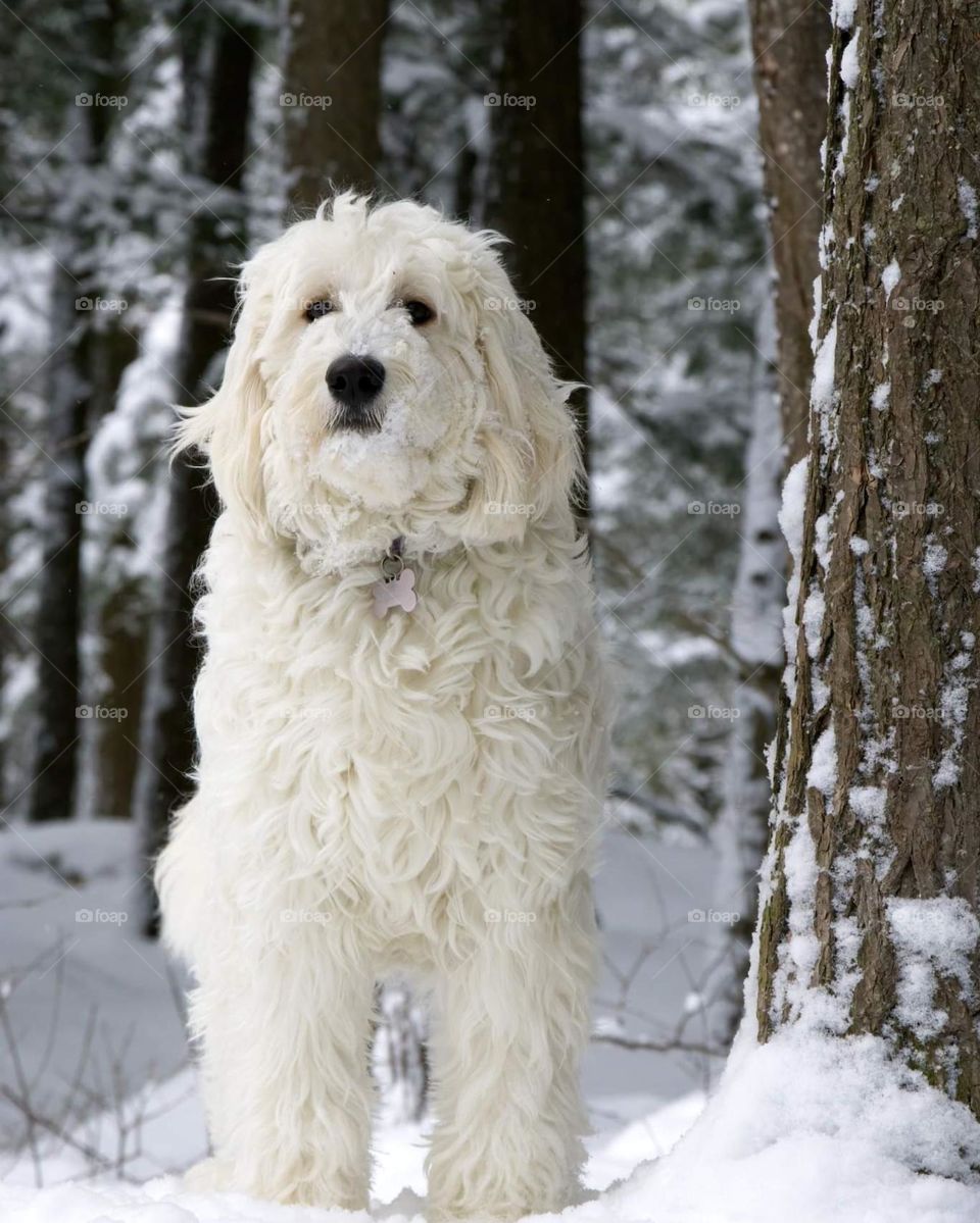 GoldenDoodle