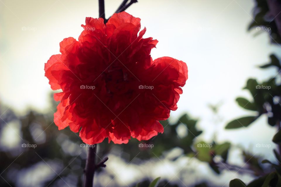 beautiful red flower tree