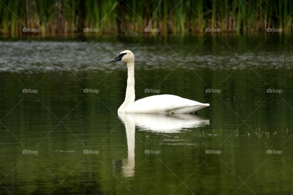 Swan