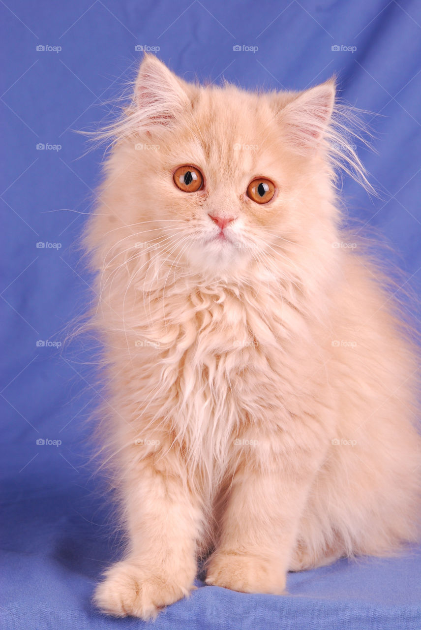 Portrait of white cat