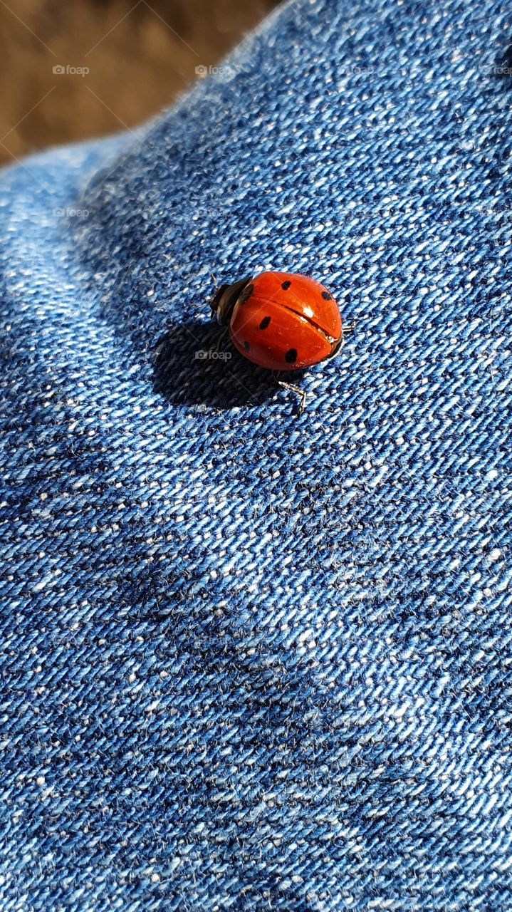 lady bug on jeans closeup