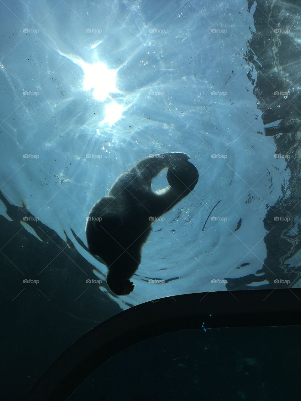 Polar bear in water under the sun