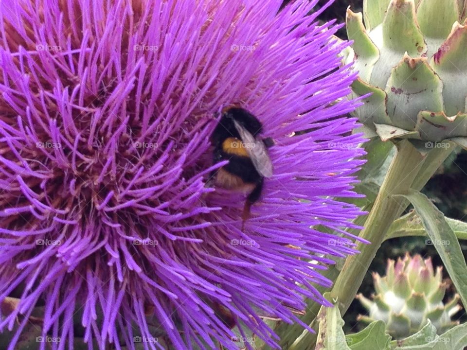 Macro shot of bumblebee on flower