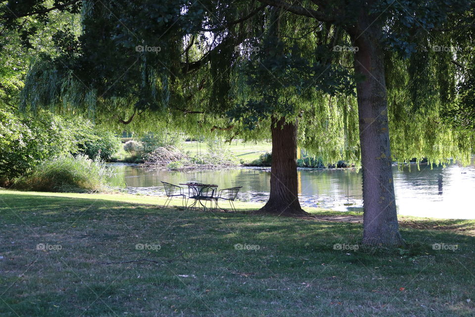 Tree, Park, Lake, Landscape, Water
