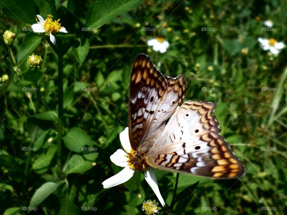 golden butterfly 3