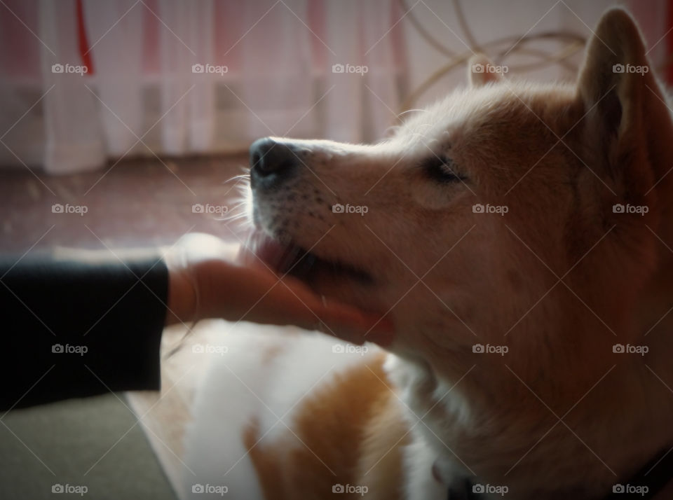 Dog, Mammal, Pet, Canine, Animal