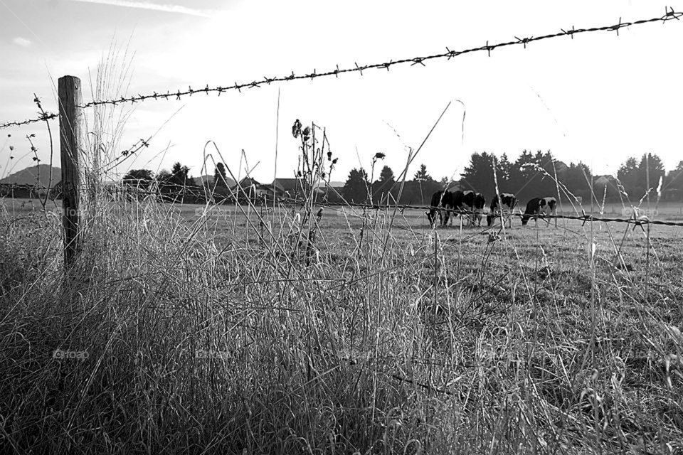 Cattle in black and white