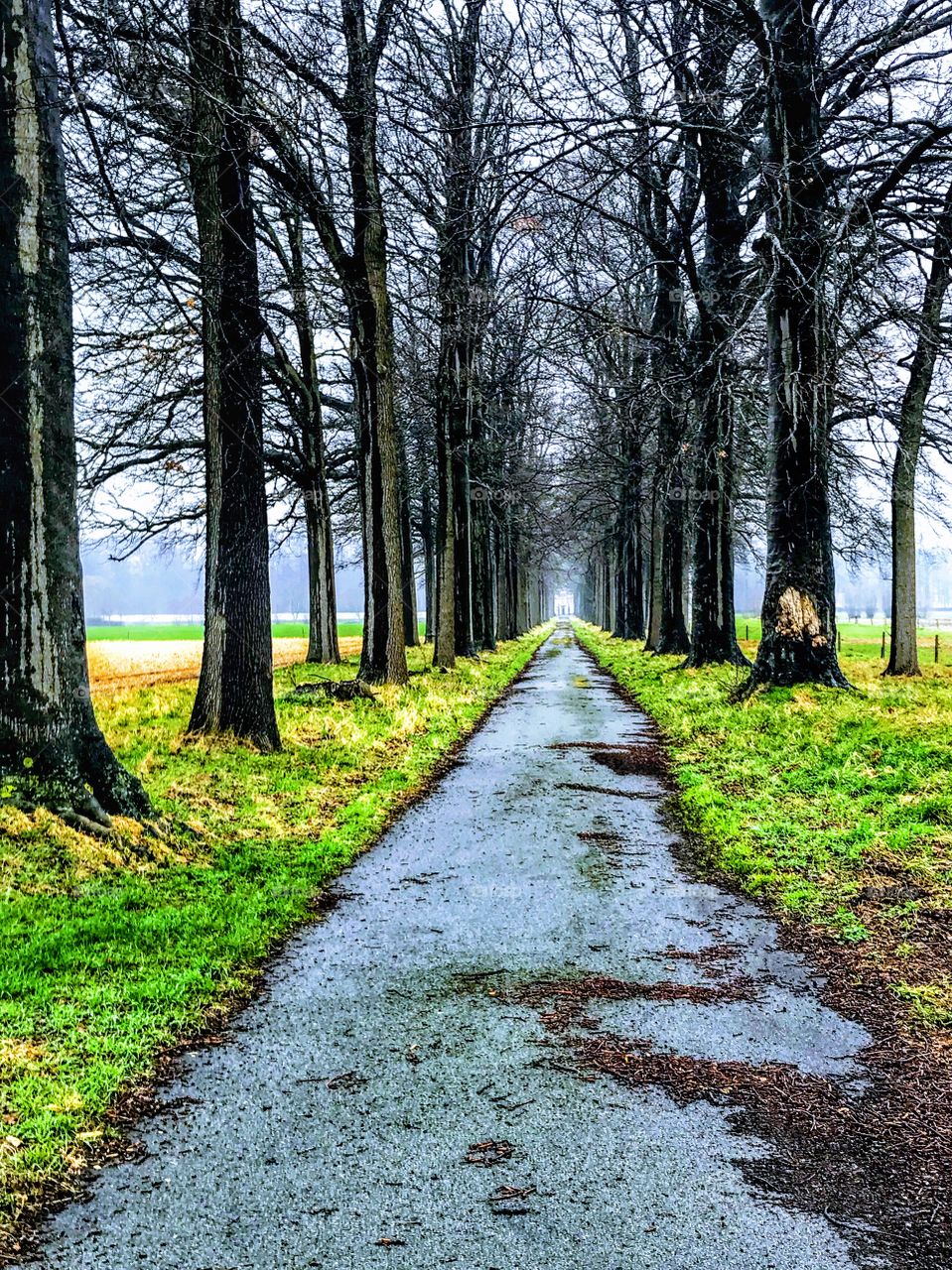 Wintery Lane - Flanders