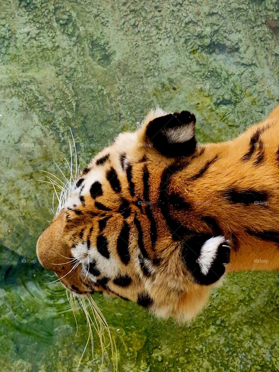 tiger drinks water