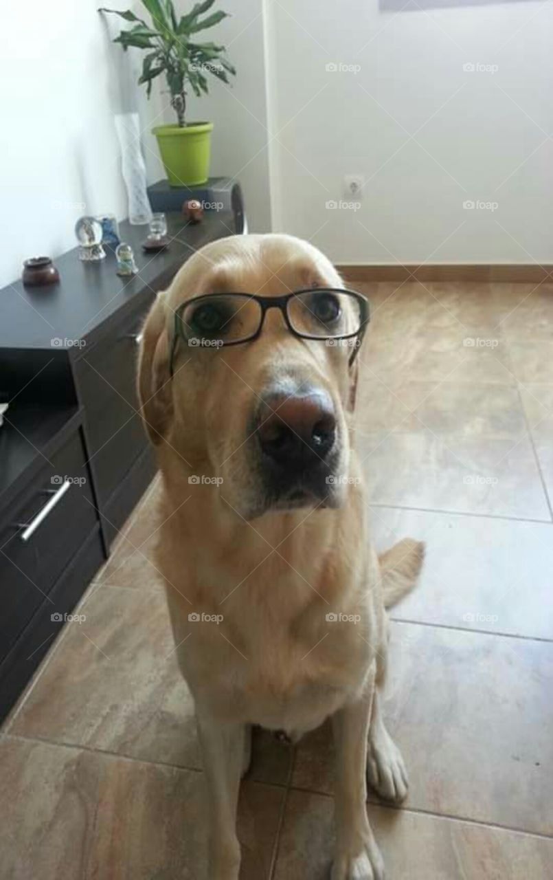 Cute puppy with glasses