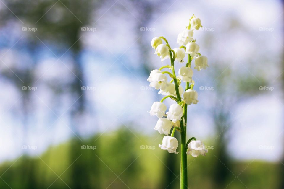 Minimalistic Snaps - lily of the valley against a blurred background 