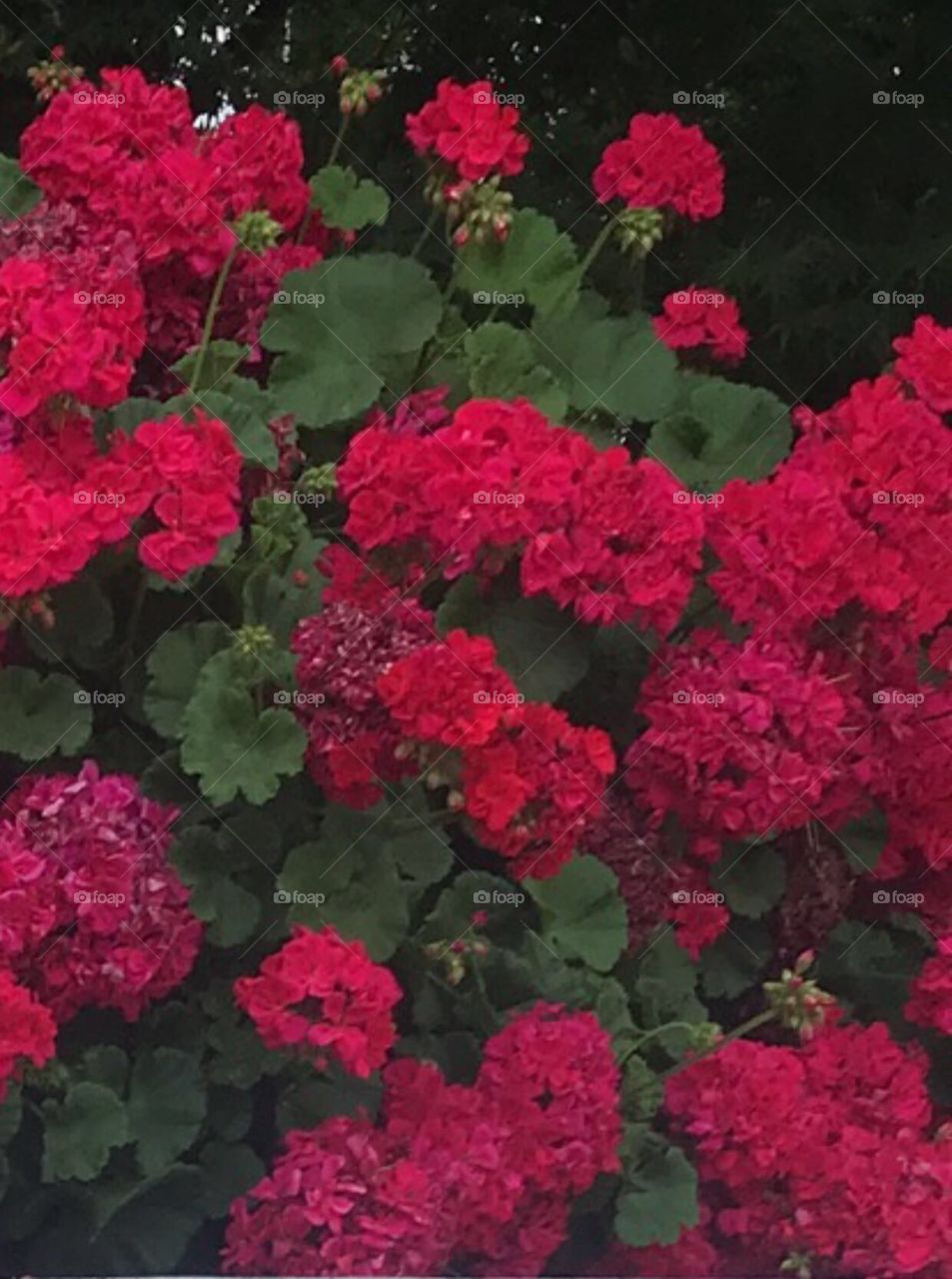 Beautiful wild flowers in nature 