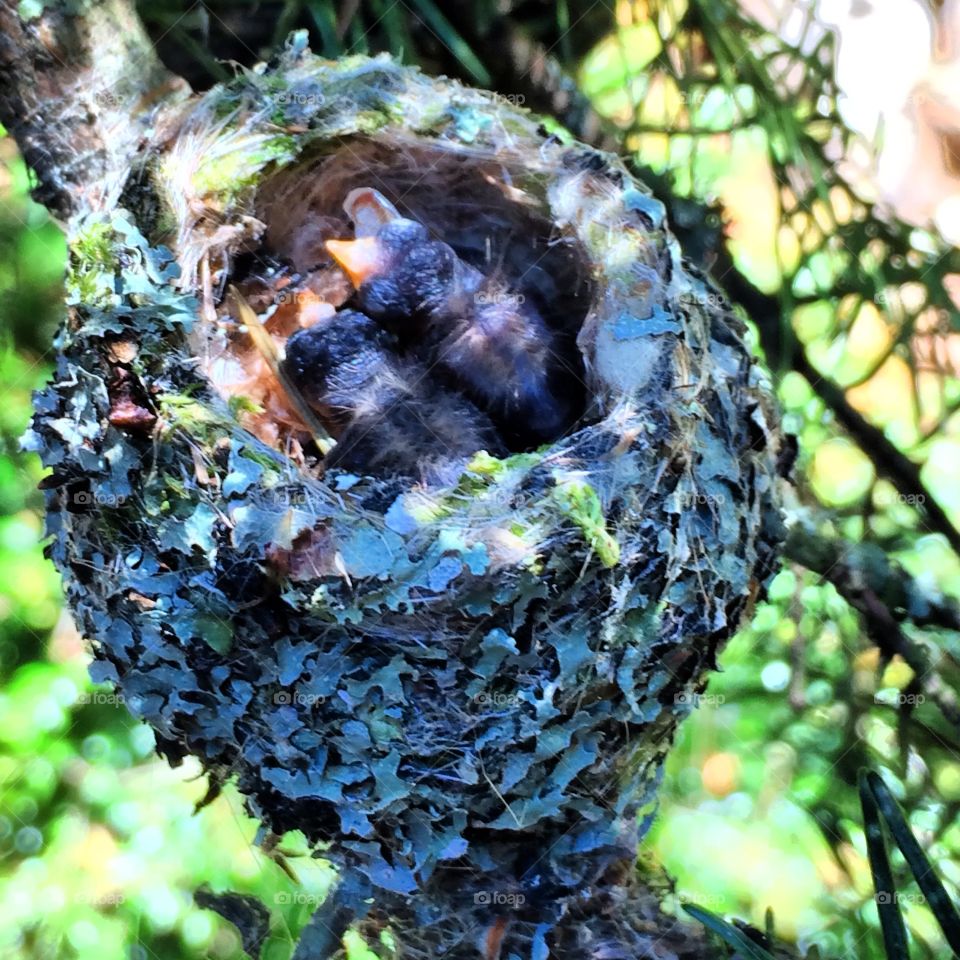 Hummingbird nest