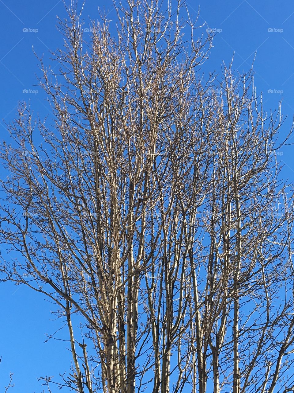 Trees and bright blue sky