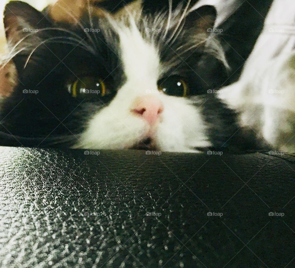 Tuxedo kitty peeking