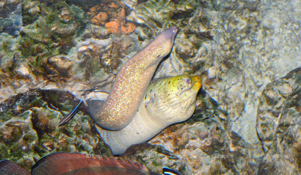 under water photographs Corel reefs snack fish