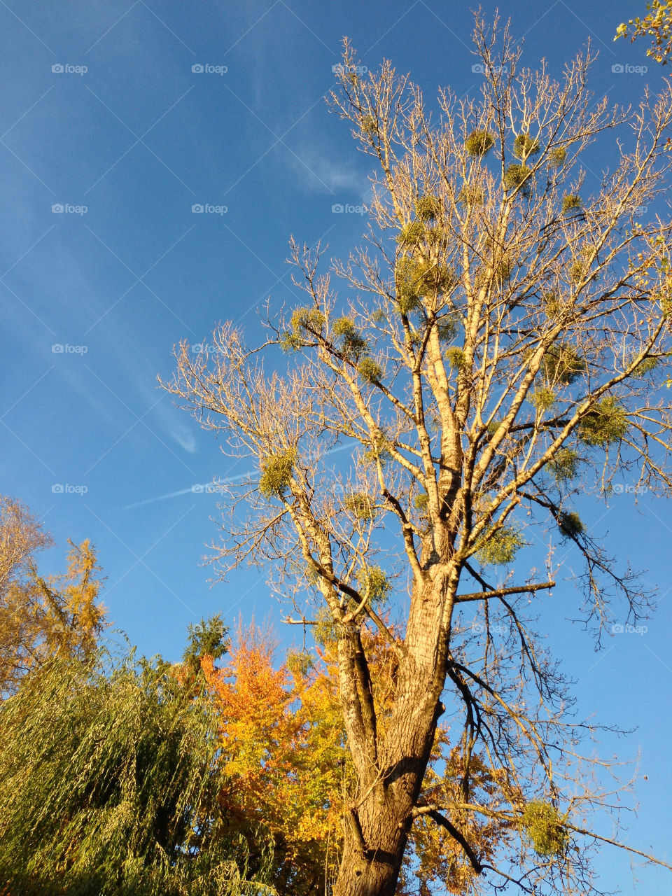 sunshine trees sunny nature by lexlebeur