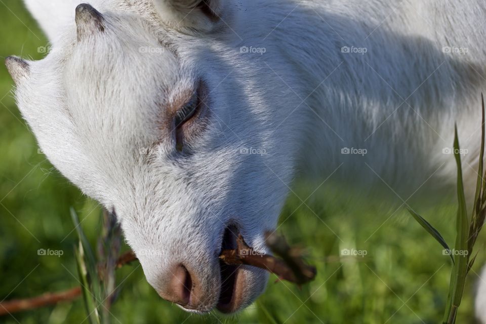Close-up of a goat
