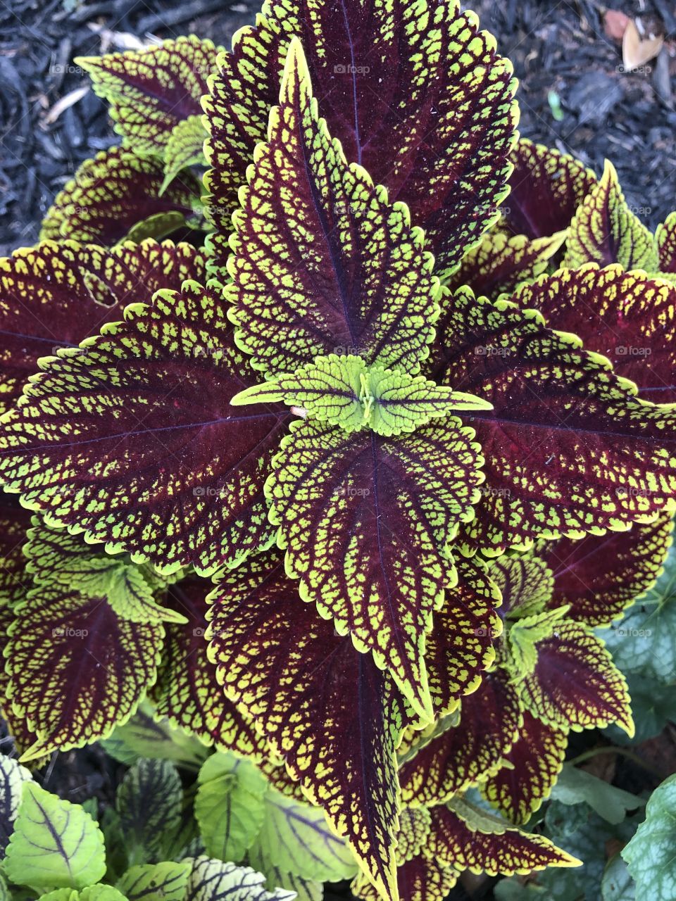 Two of my favorite color combinations from nature.  There’s nothing like the beauty nature & what you might discover. 