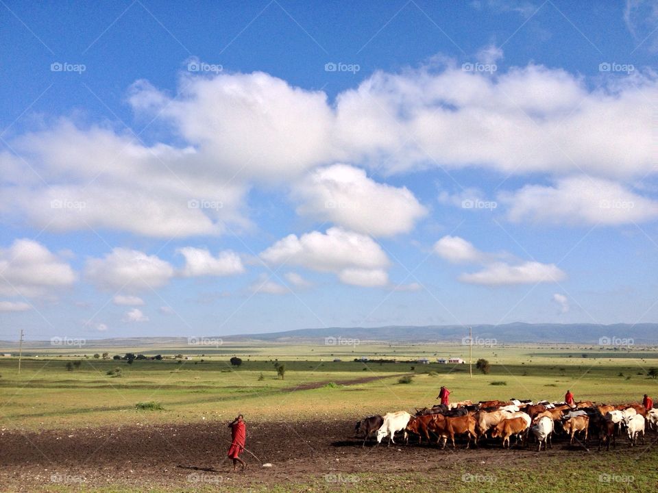 Cattle herding in Maasai lands