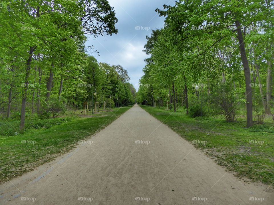 Road, Guidance, Landscape, Tree, No Person