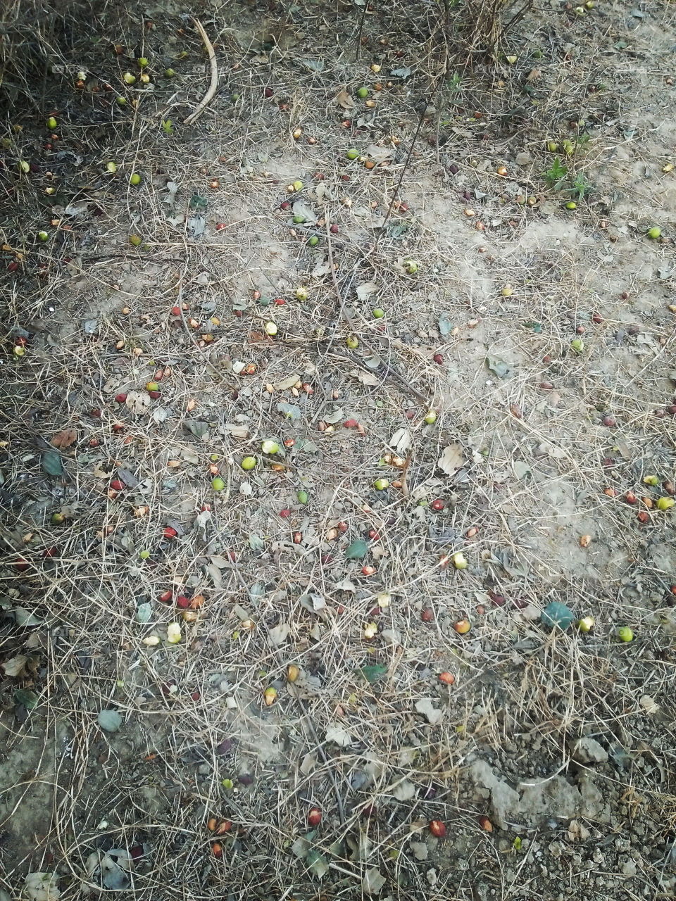 plum under the plum tree