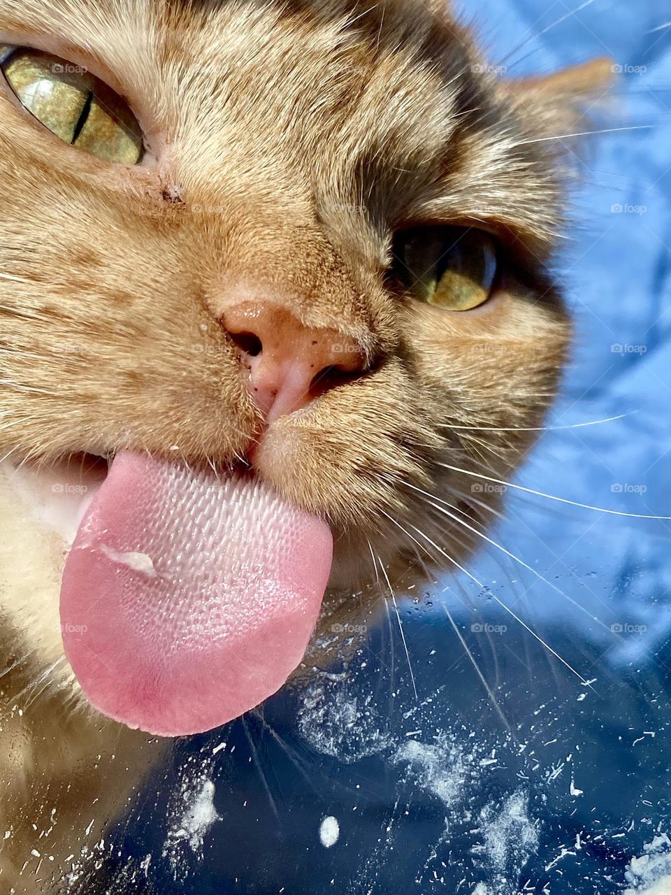 A cat licking some cat treat off a piece of glass