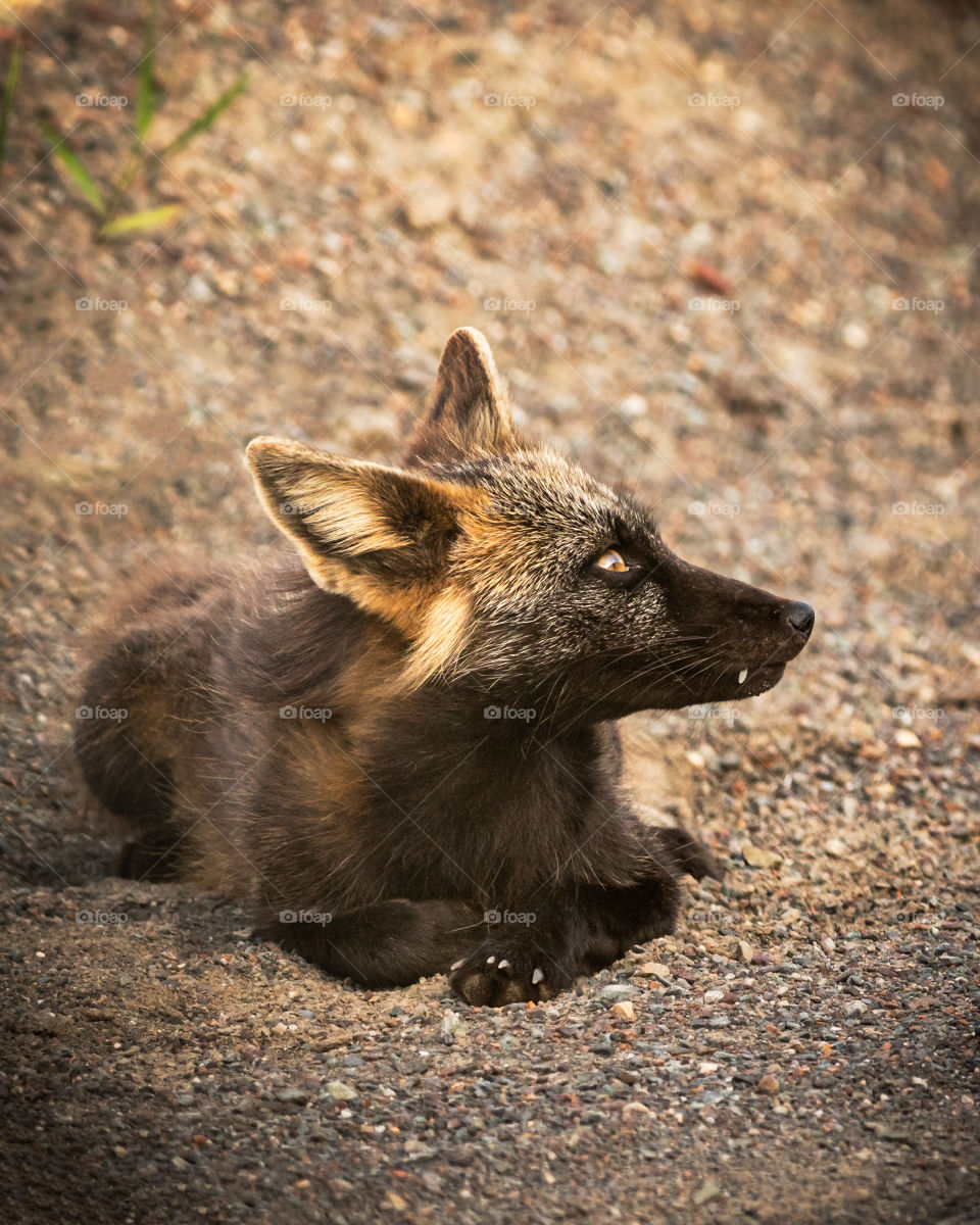 Beautiful cross phase red fox laying outside in a park on the east coast of Newfoundland Canada. 