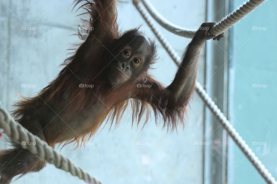 baby orangutan