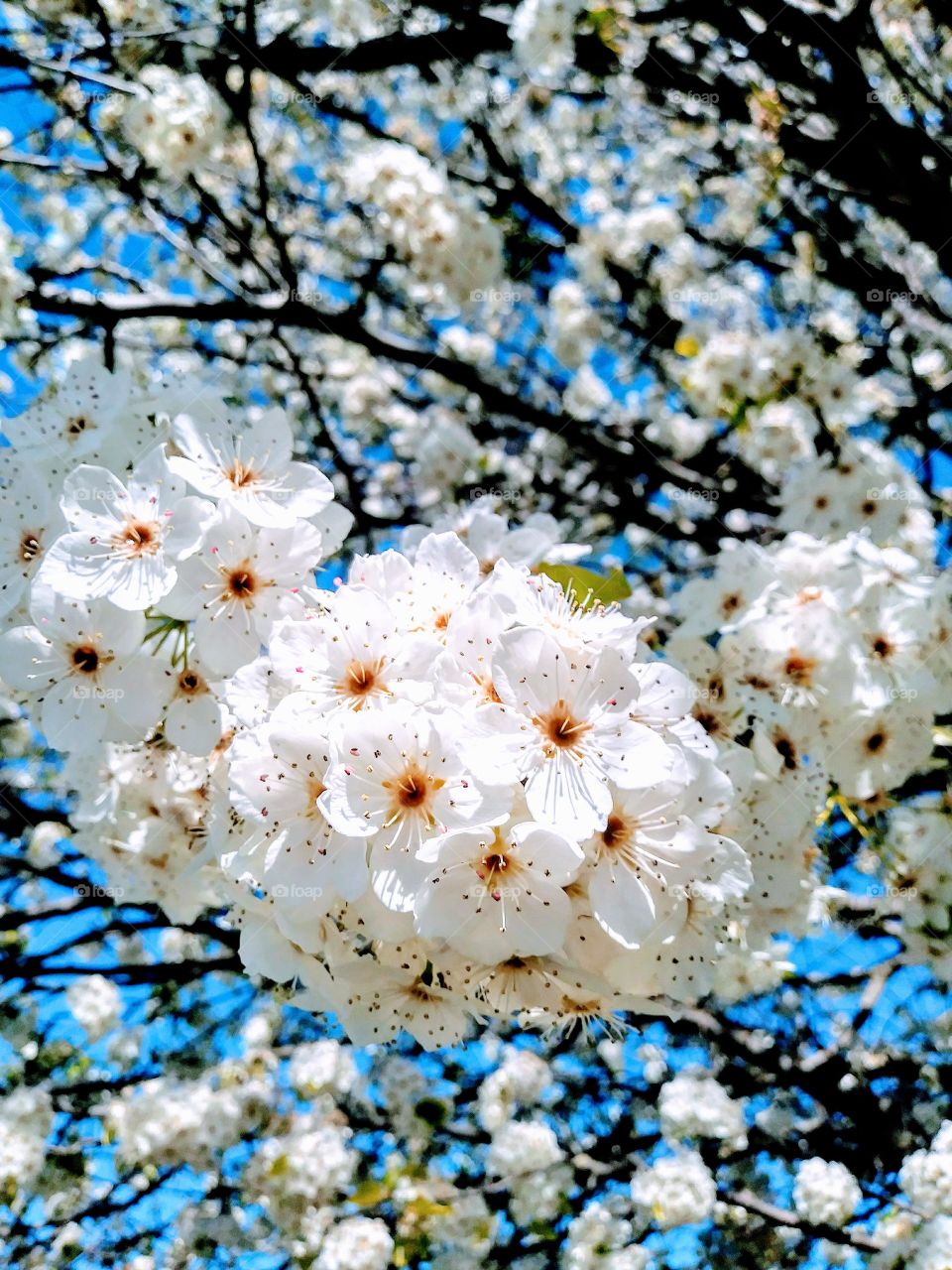 beautiful white blossoms growing in bouquets in tree on spring day