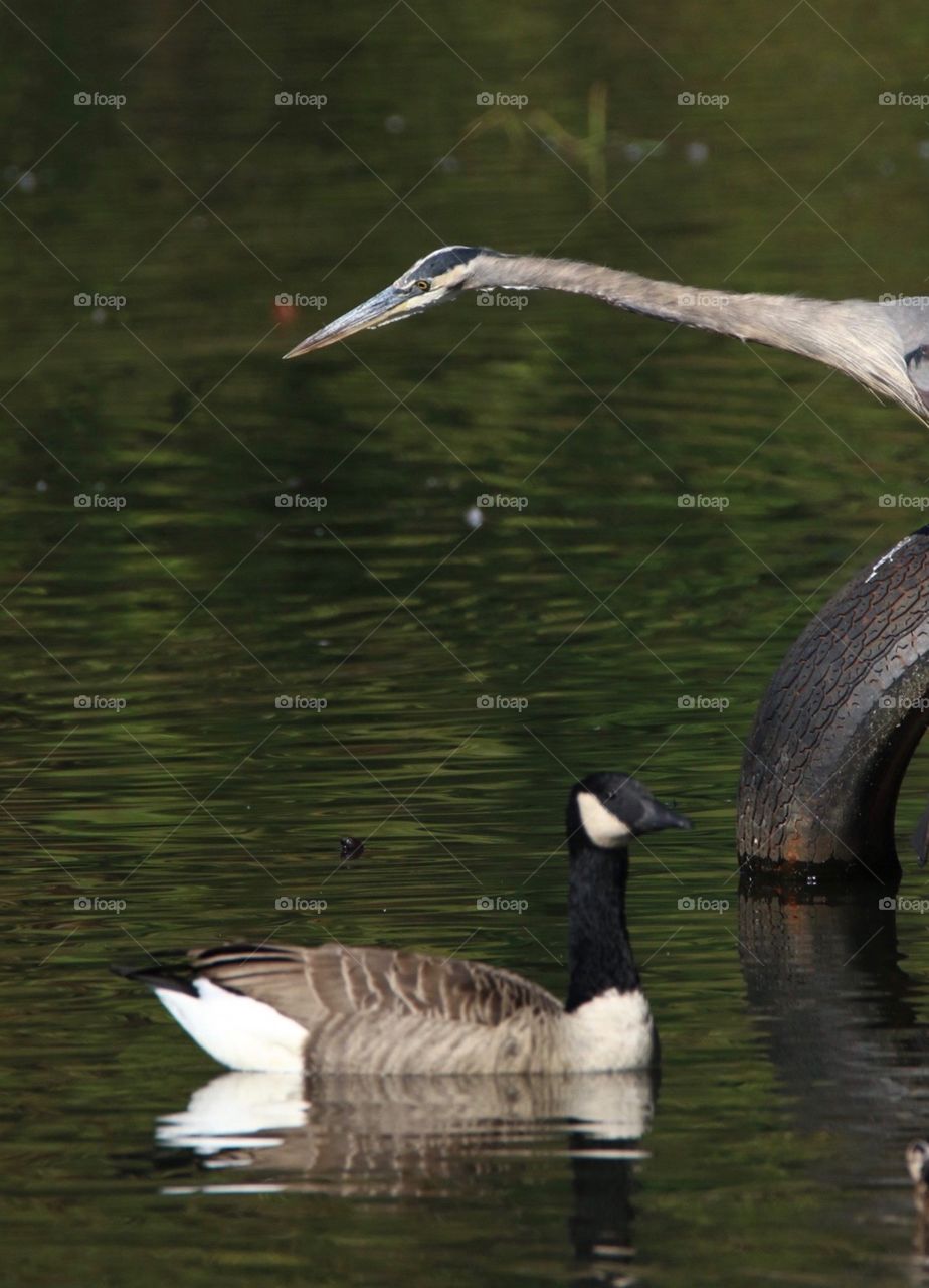 Craning heron