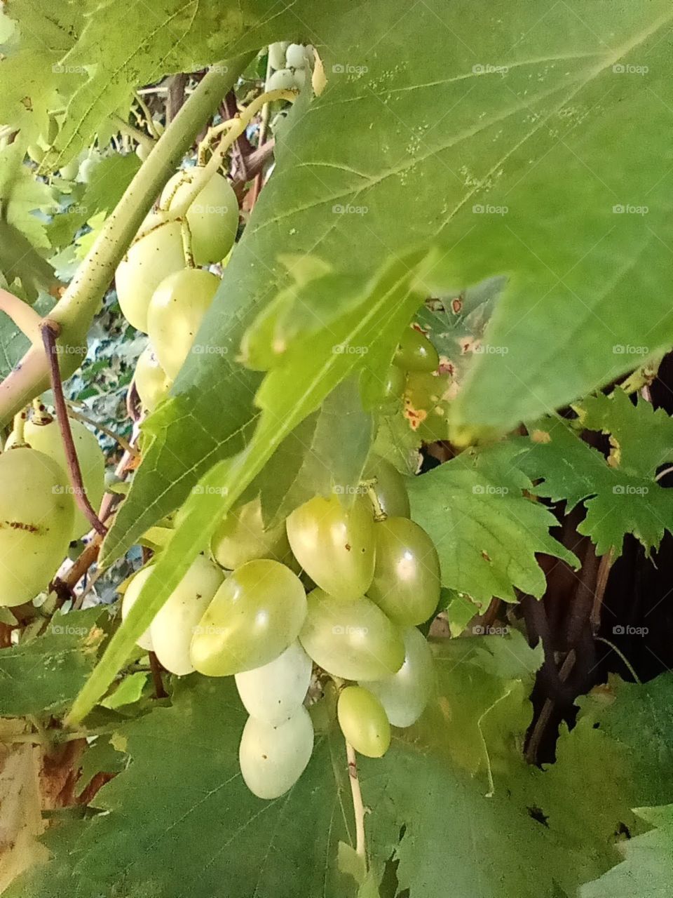grapes yellow