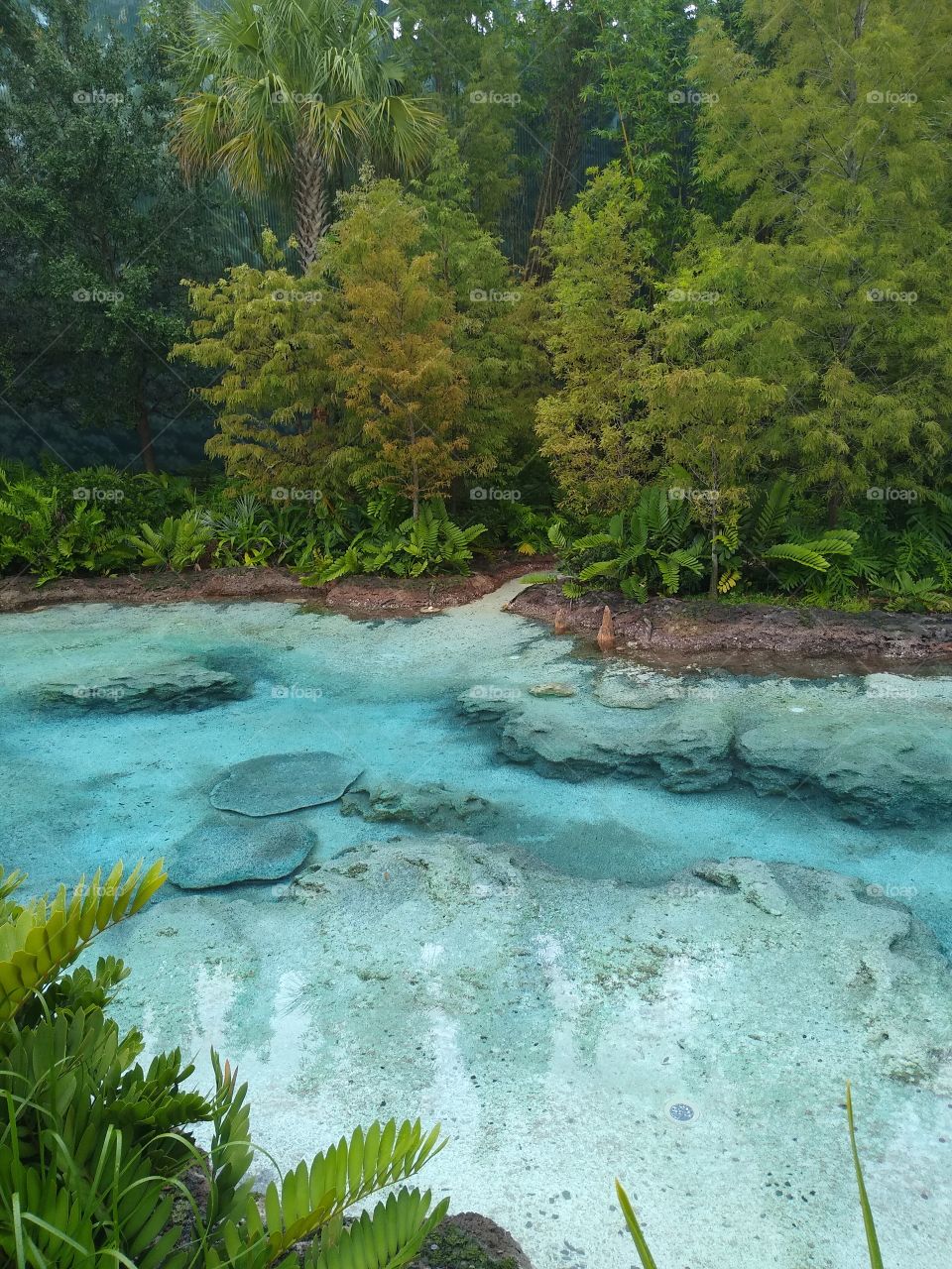 A beautiful Florida Spring on a nice overcast Summer day