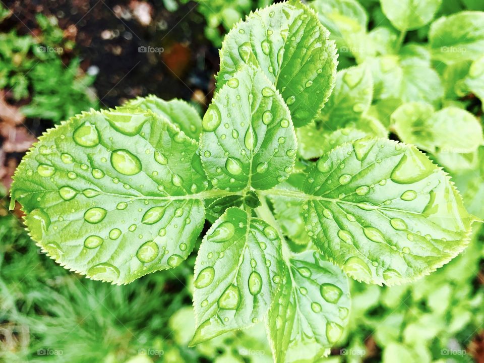 Leaf, Flora, Nature, Growth, Garden