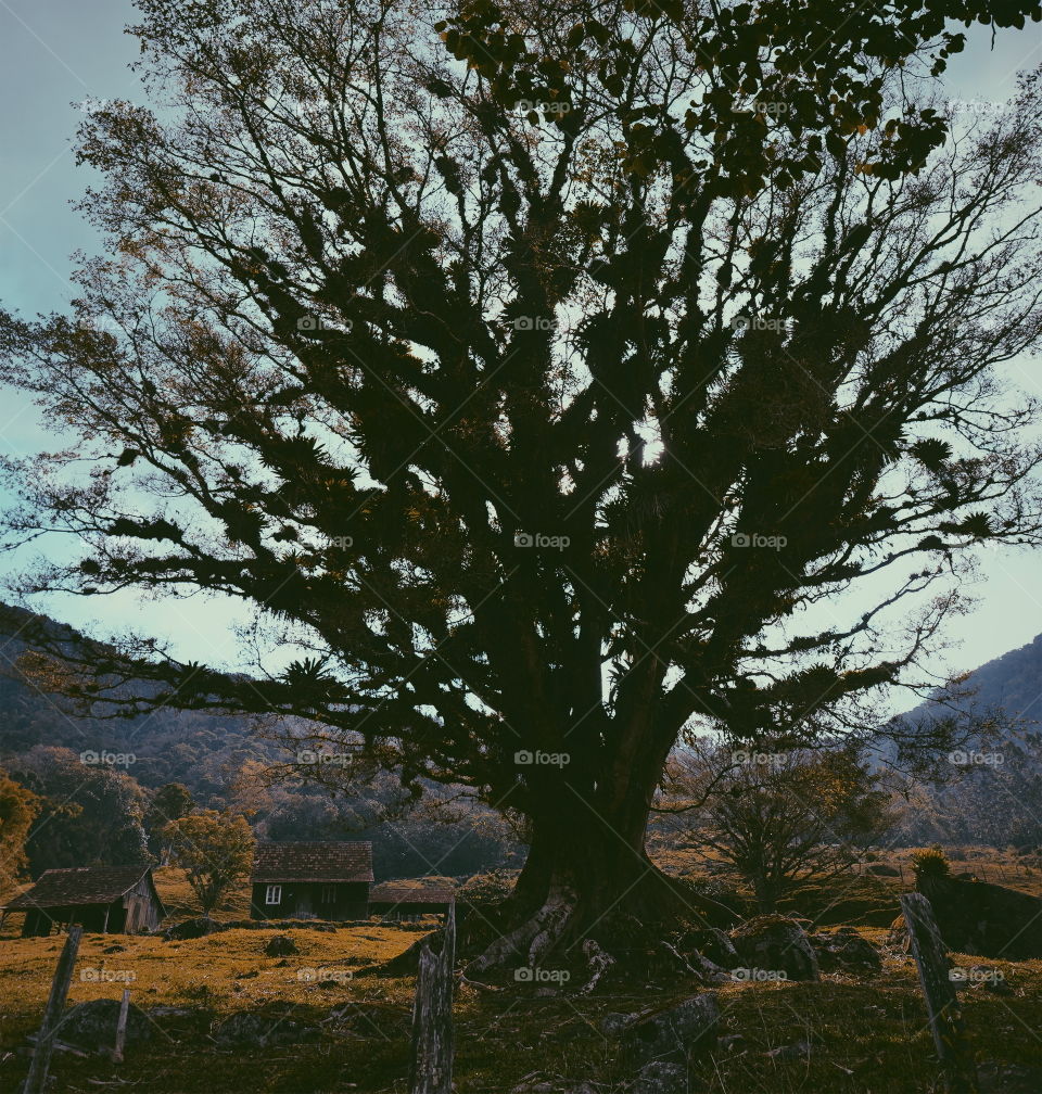 Autumn tree and little house