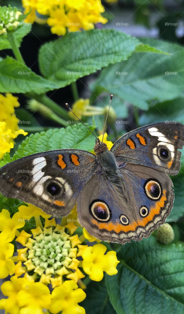 Close up of a Buck eye butterfly 