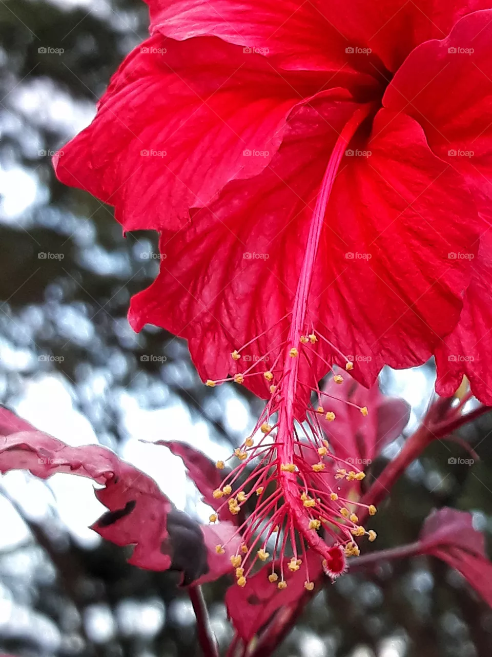 reds