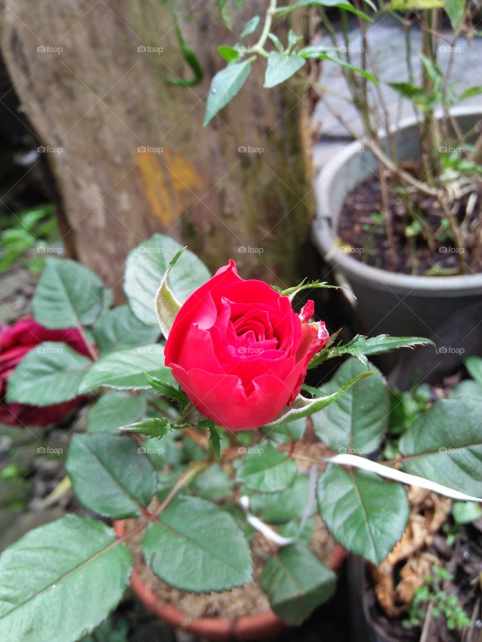 New rose bud this morning