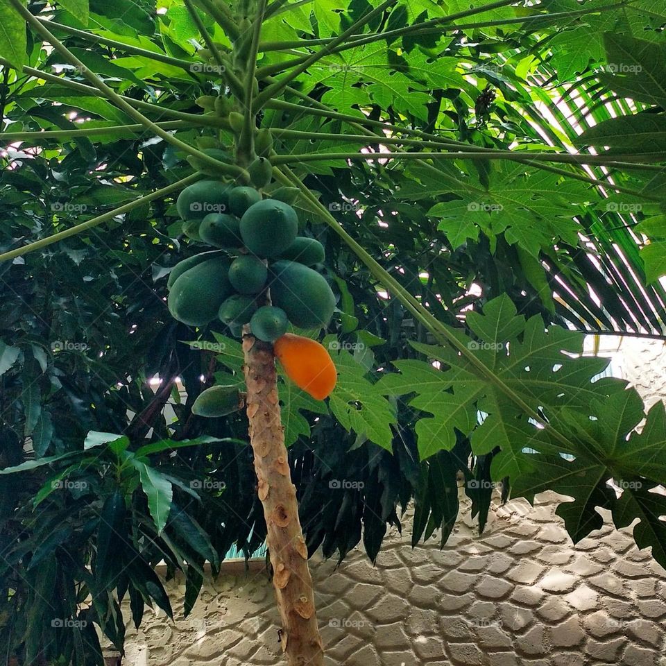 papaya tree