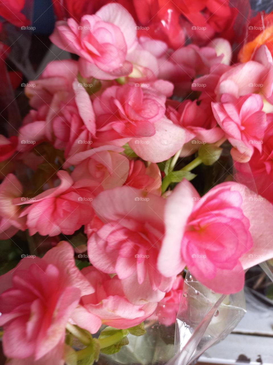 As Rosas, são as flores mais populares do mundo. As rosas são  usadas, para representar o amor, mas podem ser relacionadas com diversos sentimentos.