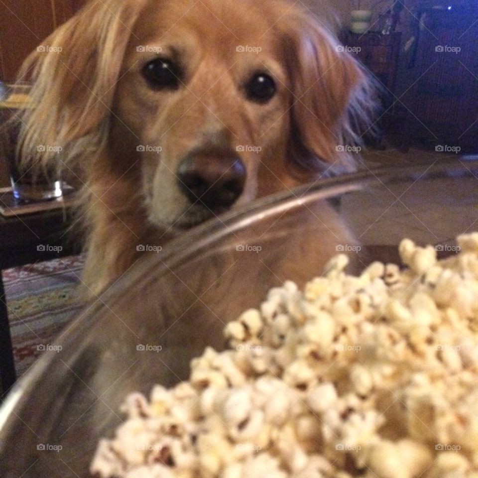 Dog who loves popcorn