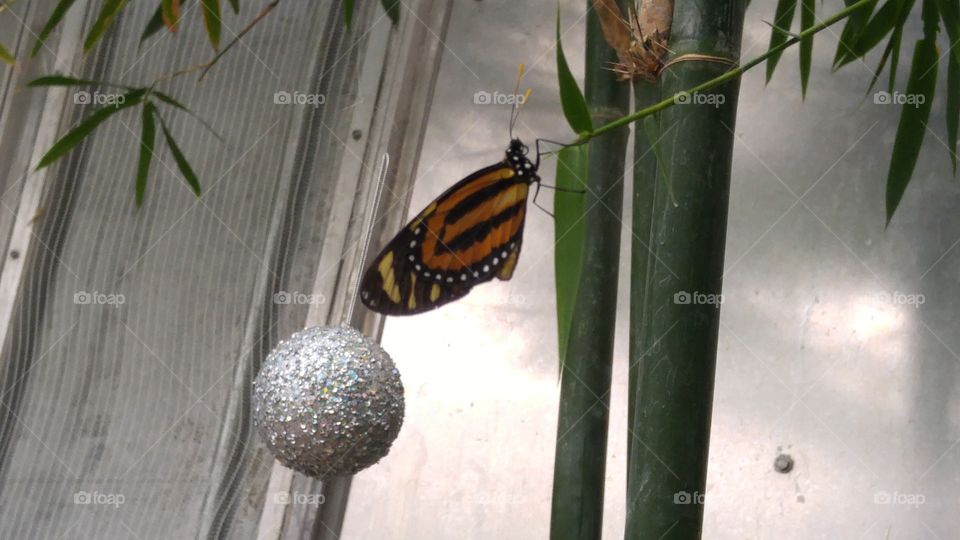 butterfly house