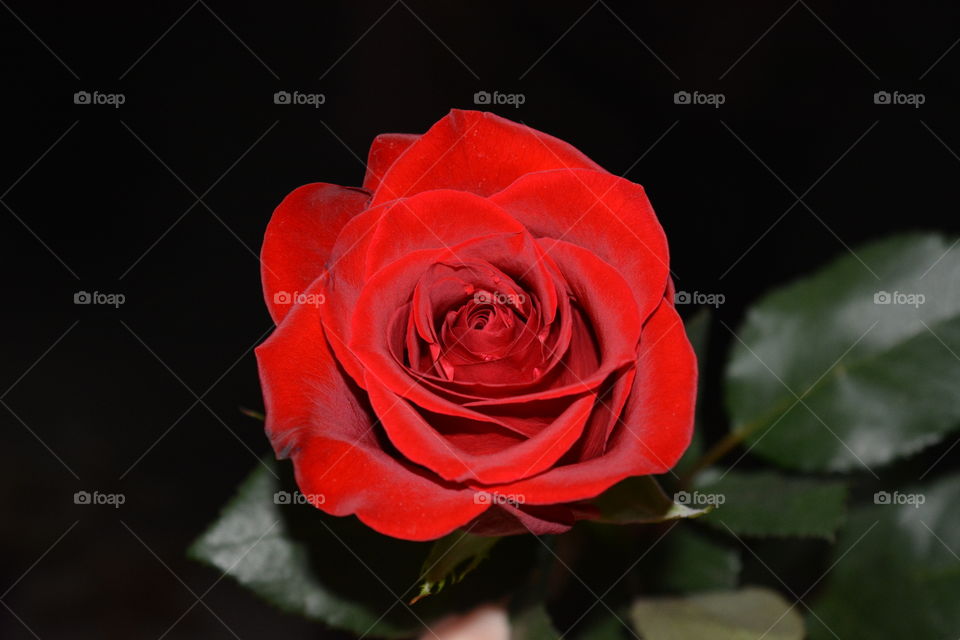 Red rose flower