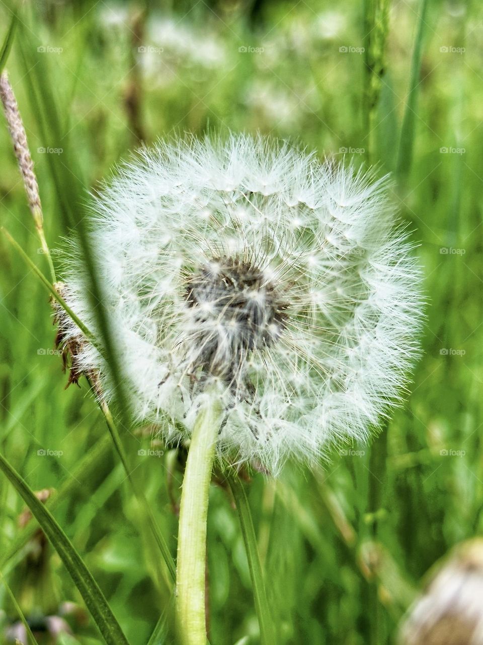 Summer’s wish carried on the wind 🤍
