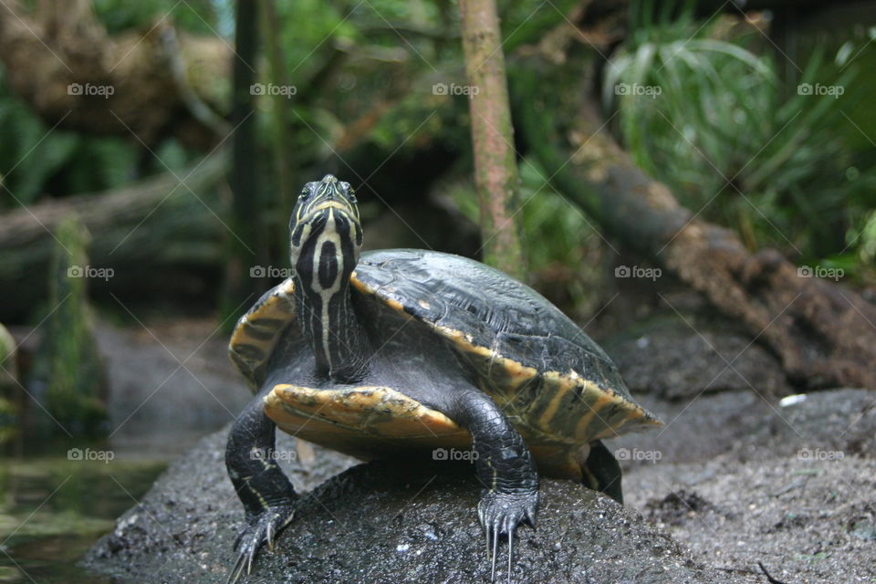 Turtle on log