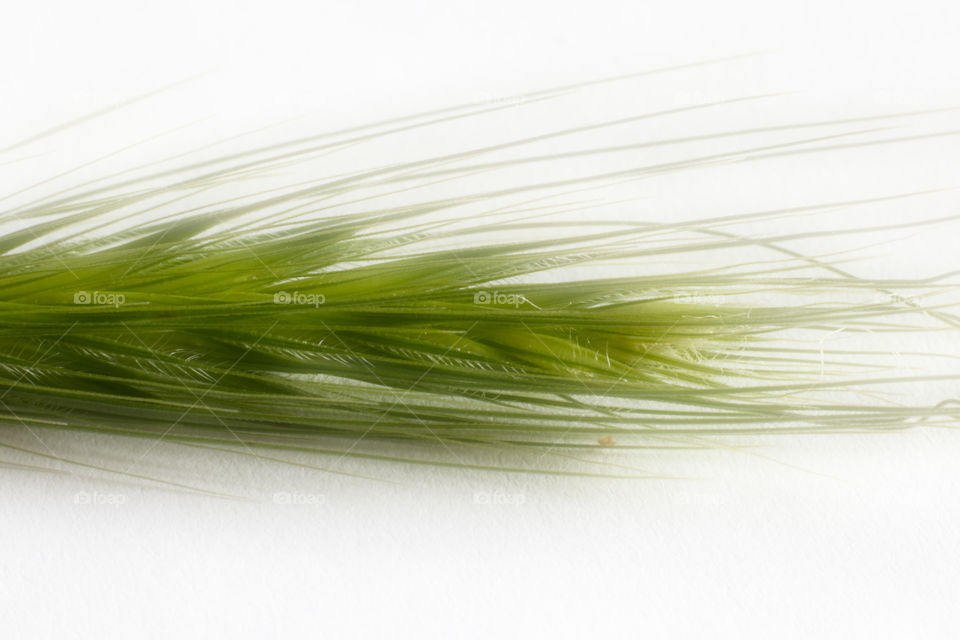 Wheat like grass close up abstract