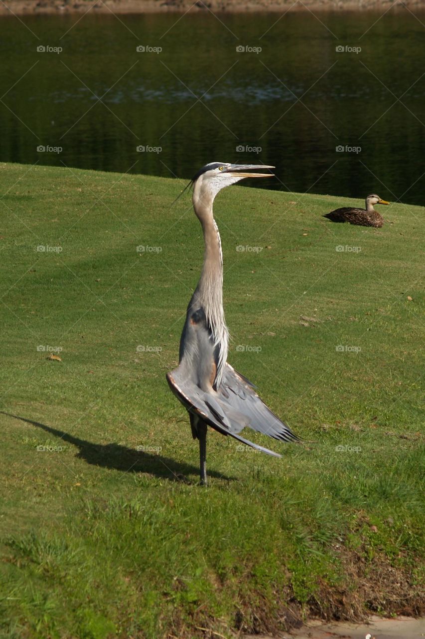 Blue Herron drying wings near duck