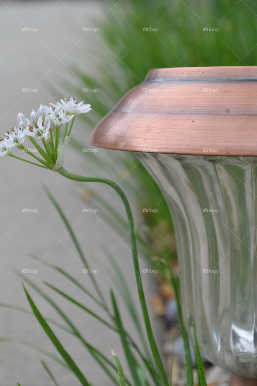 Garlic Chive Curving Around Lamp
