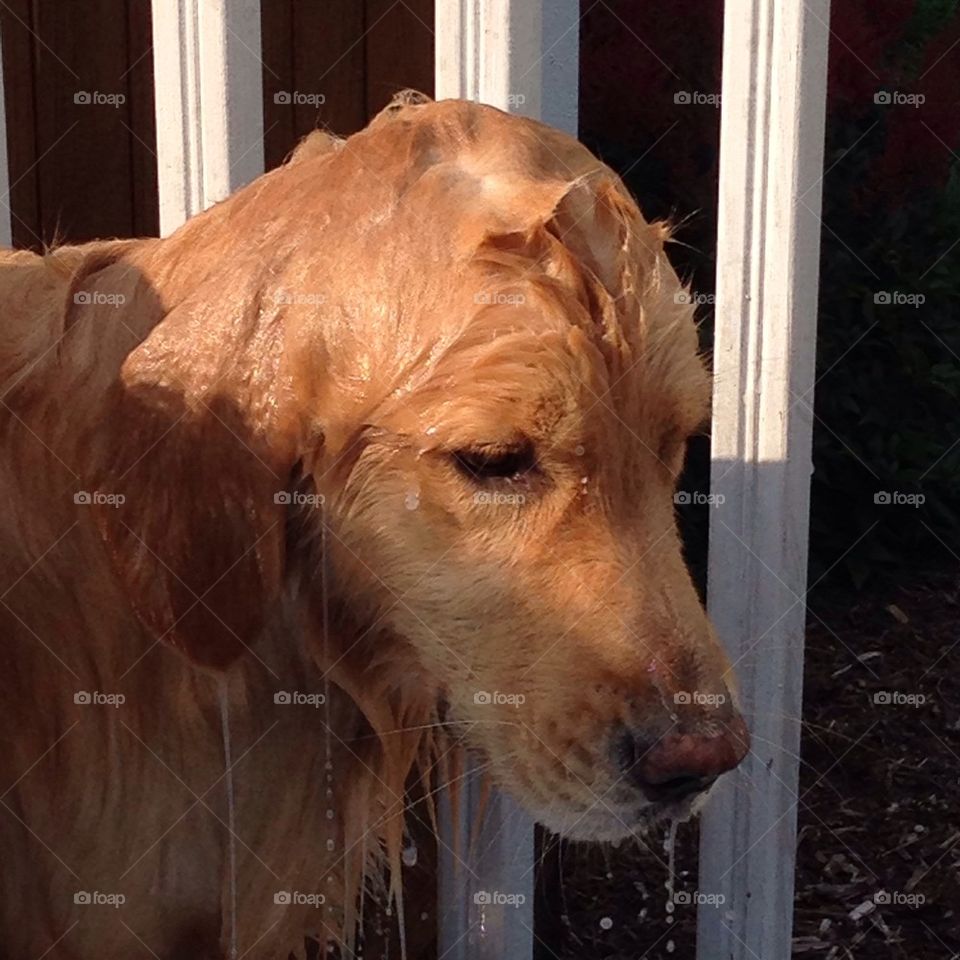 Wet dog